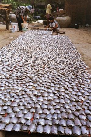 Perfect rows of drying fish