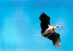 Lessor Adjutant Stork (Parit Jawa)
