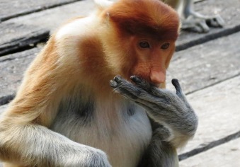 proboscis monkey - more endangered than orangutan