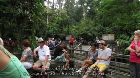waiting for orangutans to appear