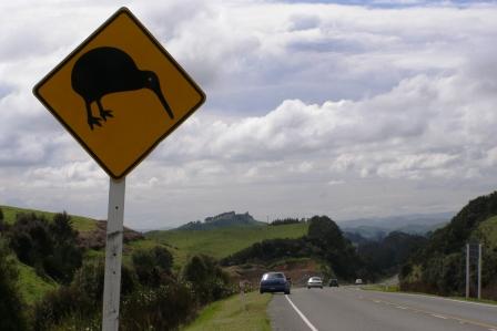 watch carefully for kiwi - especially at night