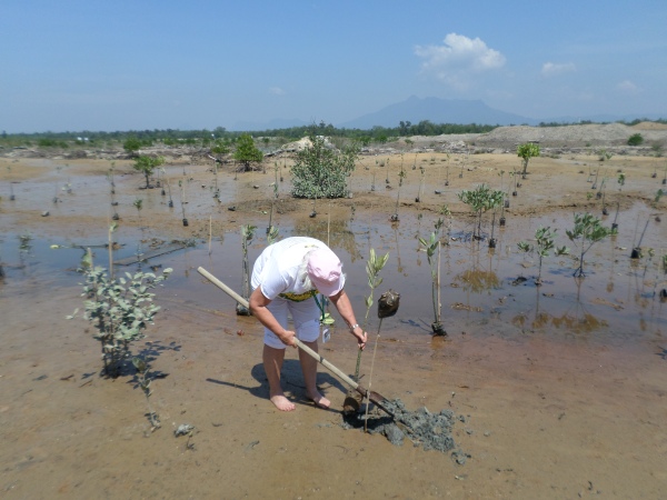 getting down and dirty while planting young mangrove
