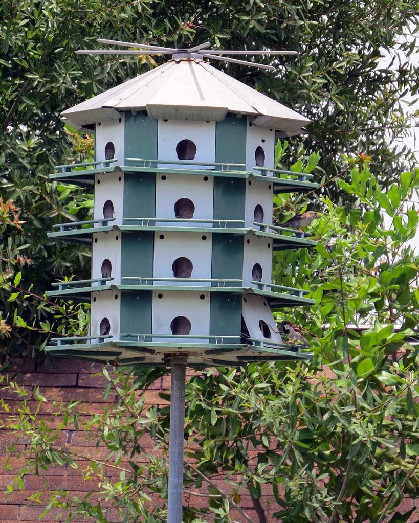webbird-houses-are-popular