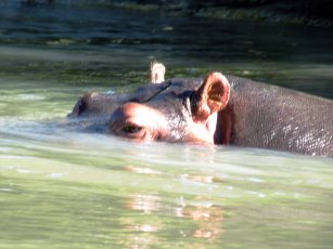 Hippos kill manypeople