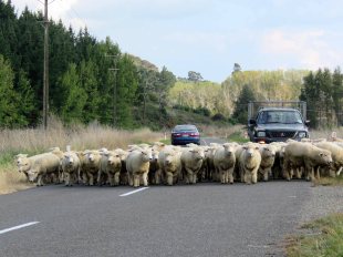 NZ traffic jam